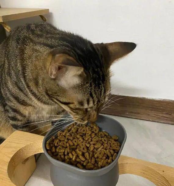 哪种猫只吃猫粮？