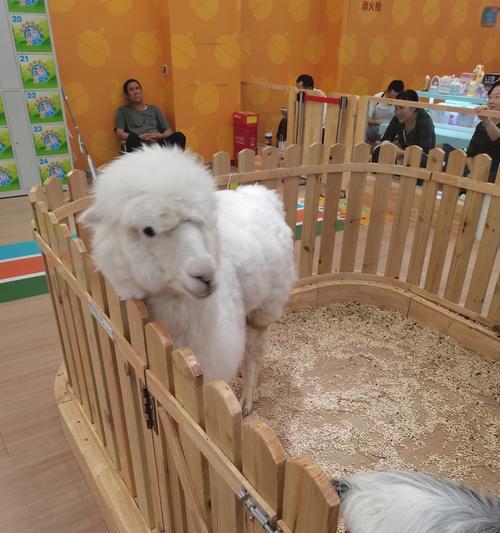羊驼陪玩服务的质量如何评估？价格是多少？