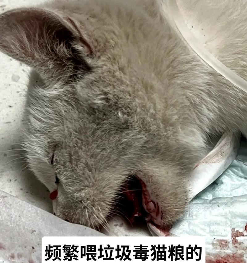 猫粮变质有哪些迹象？