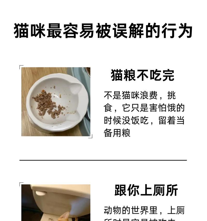 猫饿着也不吃新粮怎么回事？猫咪拒绝新猫粮的原因是什么？
