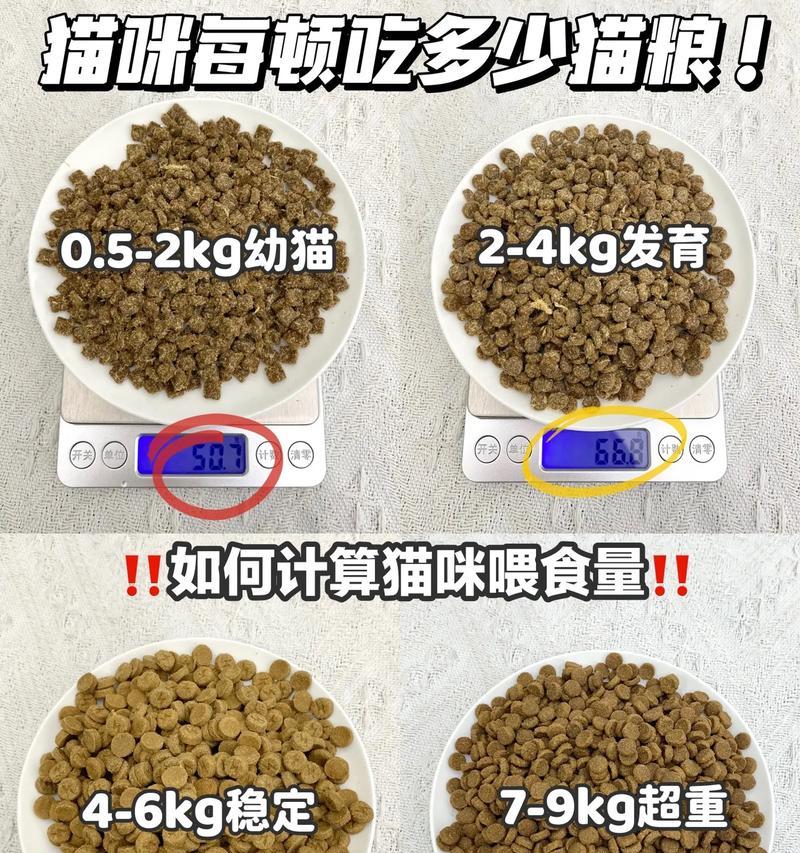 猫吃什么粮才能长胖？如何选择合适的猫粮？