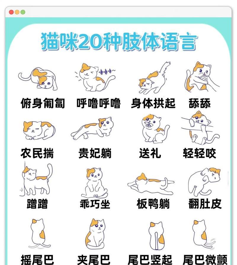 怎么让猫乖乖地吃猫粮呢？有哪些有效方法？