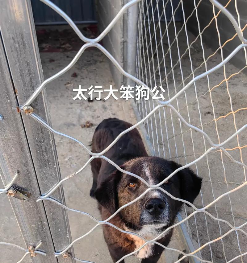 5个月德牧每天喂多少肉合适？德牧幼犬的肉食量是多少？
