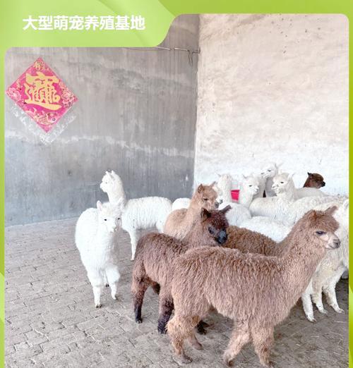 发面做羊驼头怎么做的？详细步骤是什么？