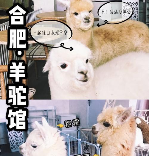 发面做羊驼头怎么做的？详细步骤是什么？
