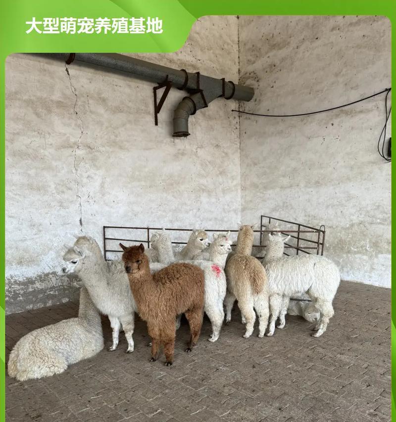 羊驼养着自己就死了为什么？羊驼的常见疾病有哪些？