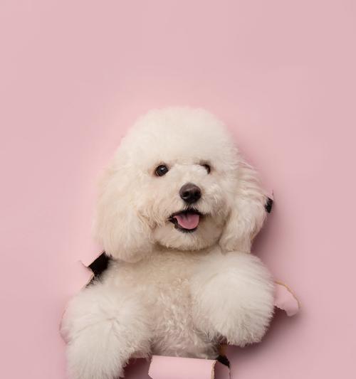 比熊犬没有猫粮时应如何喂食？有哪些替代品？