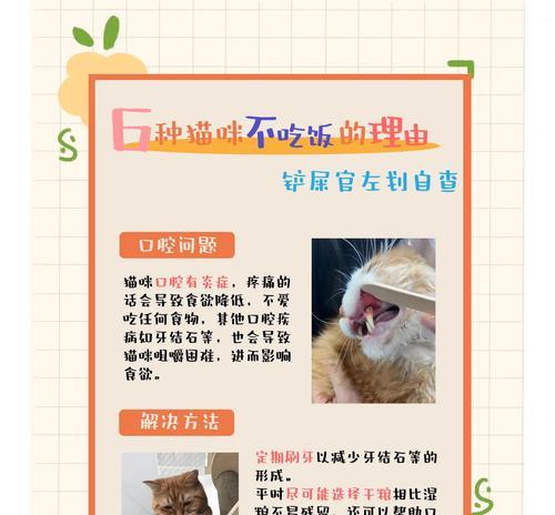 小猫半夜进食猫粮后出现不适怎么办？