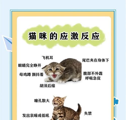 猫咪吃猫粮后频繁叫唤的原因是什么？