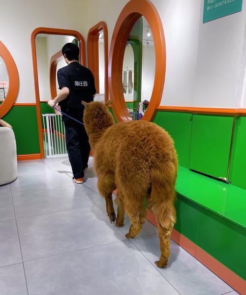 羊驼和老虎会说话吗为什么？动物沟通的可能性探讨？