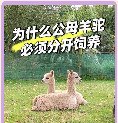 羊驼和老虎会说话吗为什么？动物沟通的可能性探讨？