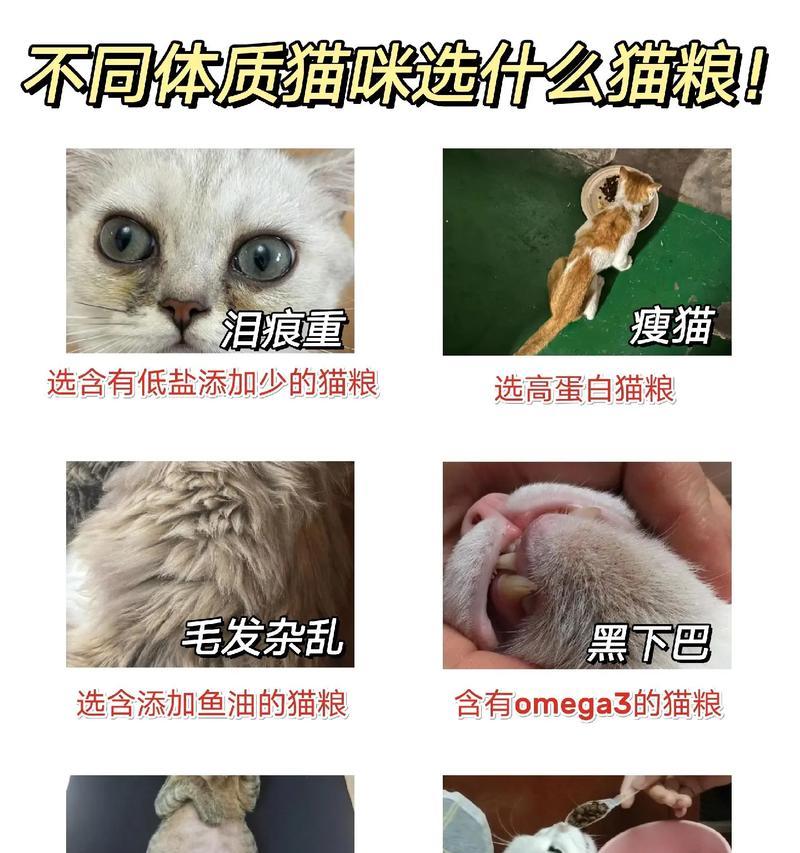 猫为什么会特别喜欢吃猫粮？这背后有什么原因？