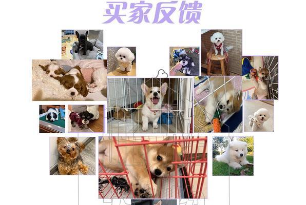 德牧警犬专用玩具套装的售价是多少？