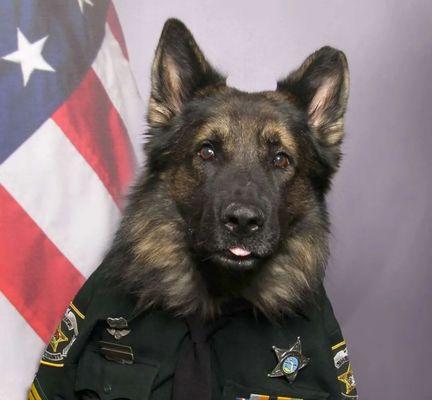 中国德牧警犬的数量有多少？