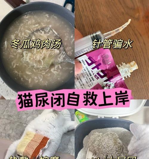 公猫吃干猫粮的正确方法是什么？