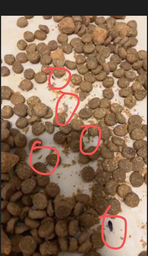 猫粮中发现的生虫子是什么？