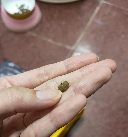 猫粮中发现的生虫子是什么？