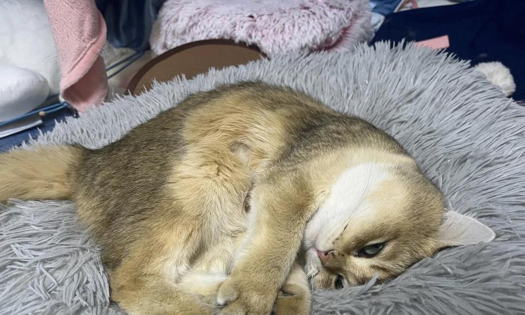 猫咪消瘦且食欲不振是否正常？