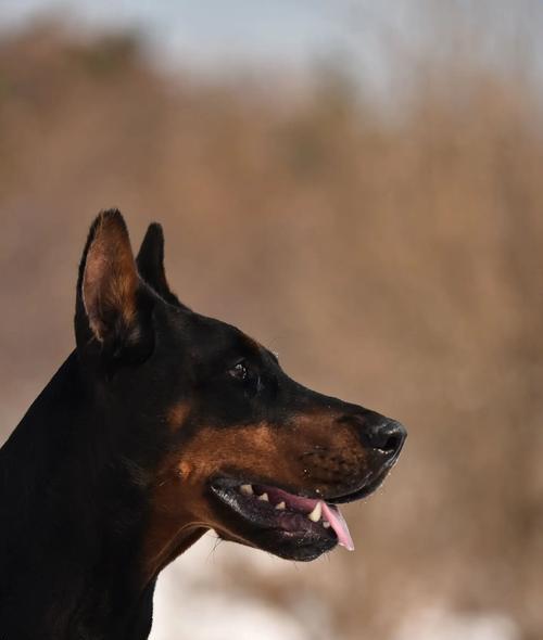 三个月大的杜宾犬应该吃什么狗粮？如何选择合适的狗粮？