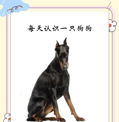 三个月大的杜宾犬应该吃什么狗粮？如何选择合适的狗粮？