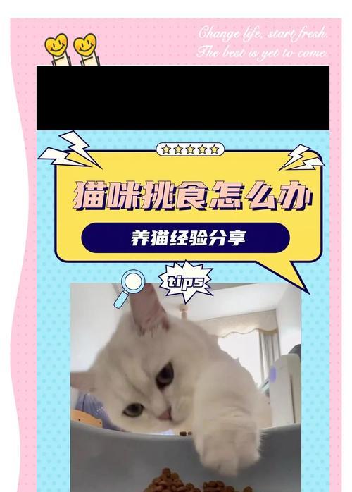 猫咪拒食猫粮怎么办？如何引导猫咪进食？