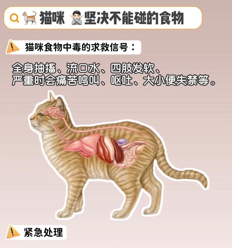 没有猫粮时幼猫应该吃什么？