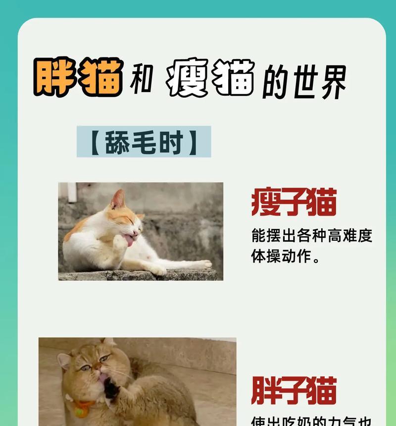 瘦猫和胖猫的猫粮选择有何不同？