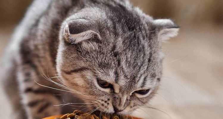 特殊时期猫咪应该吃什么猫粮？