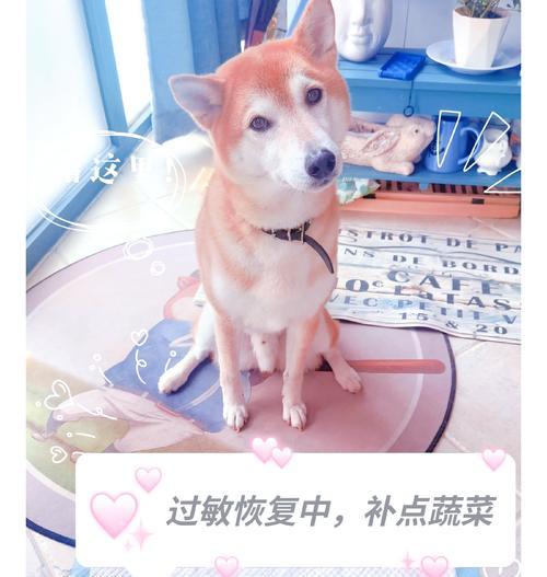 穿羊驼衣服过敏怎么办？如何预防和处理过敏反应？