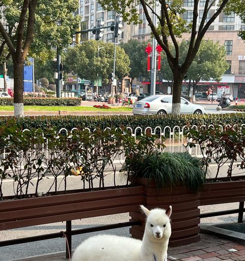 爱吃羊驼的竹子叫什么名字？羊驼最爱的竹子品种是什么？