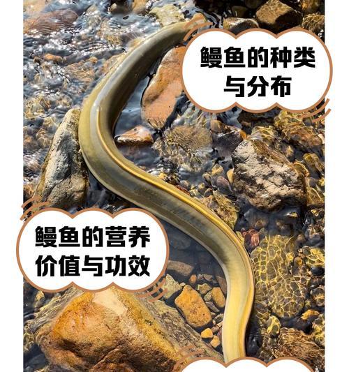鳗鱼能作为猫粮吗？如何正确制作？