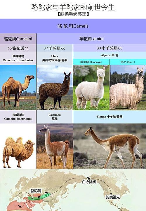 羊驼和骆驼杂交后代是什么？它们有什么特点？