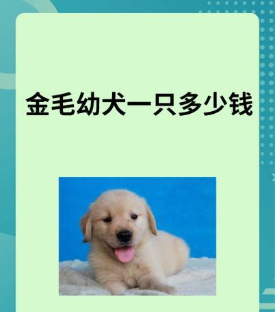 金毛串能长多大？购买金毛串需要多少钱？