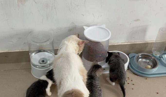 小猫日常喂食猫粮的正确方式？