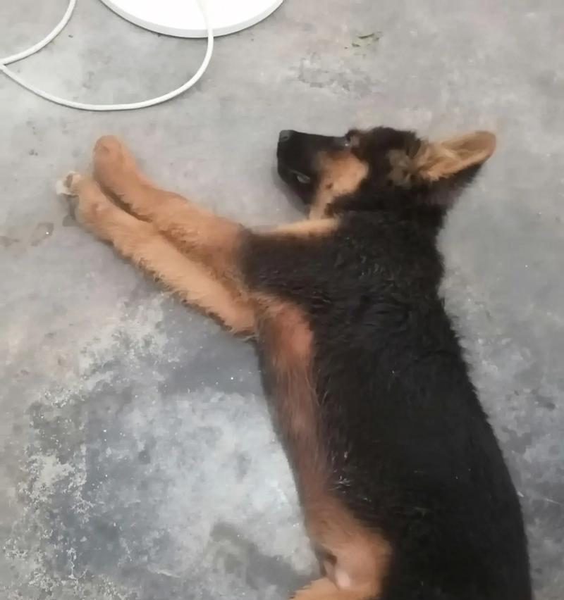 两个月大的德牧体重不达标怎么办？