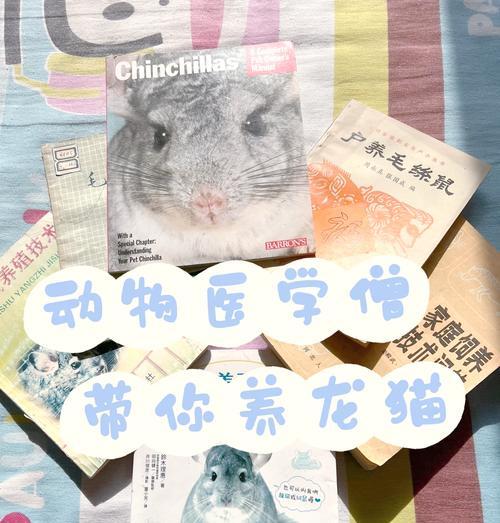 龙猫苜蓿粮的最佳喂食方式是什么？