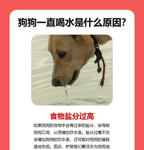 小狗为何会吃很多狗粮并大量饮水？这是否正常？