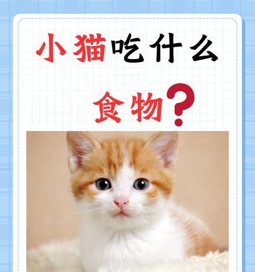 小猫偏爱猫粮的原因是什么？是否需要调整饮食？