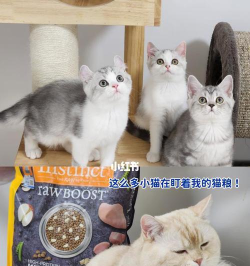 奈斯猫粮的品质档次如何？