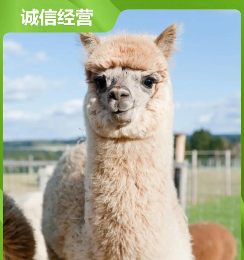 羊驼牙齿长了一个洞怎么办？