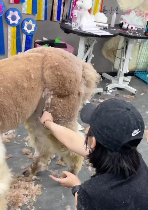 羊驼牙齿长了一个洞怎么办？
