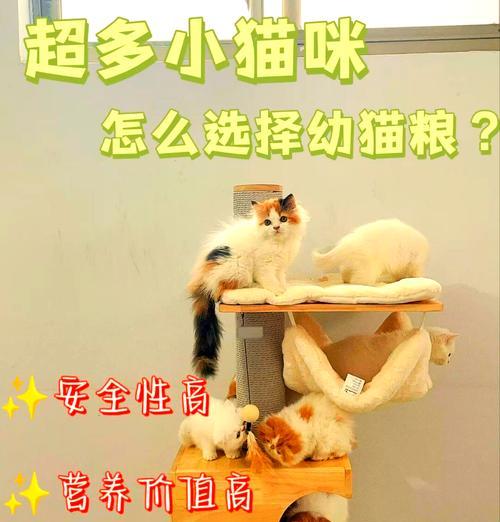 猫粮喂养过多会有什么问题？