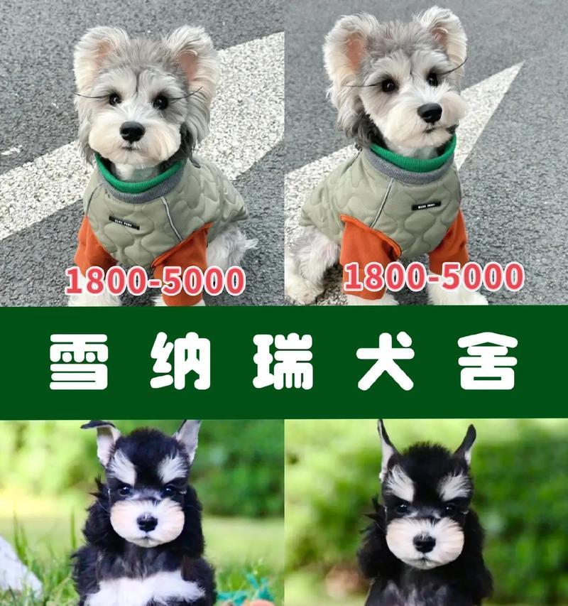 中山巨型雪纳瑞的批发价格是多少？购买途径有哪些？