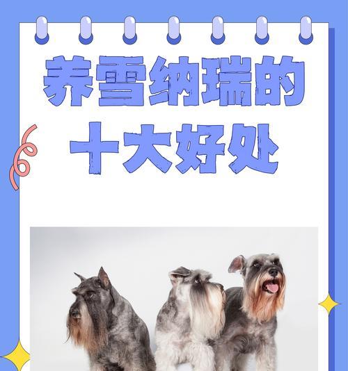 中山巨型雪纳瑞的批发价格是多少？购买途径有哪些？