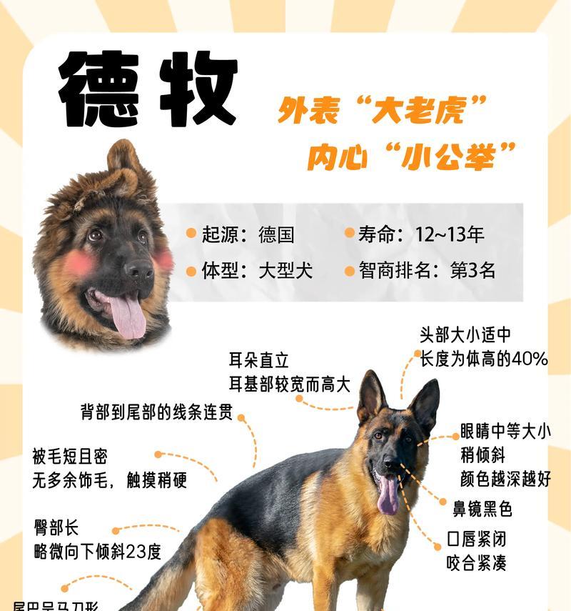 成都德牧大叔的德牧怎么样？价格是多少？