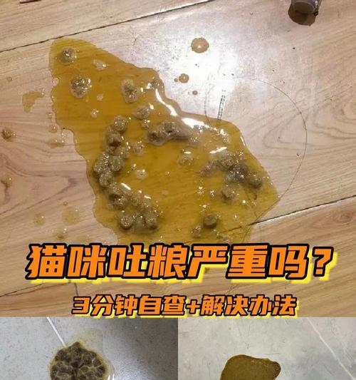 如果猫咪不吐猫粮，应该怎么办？有哪些解决方法？