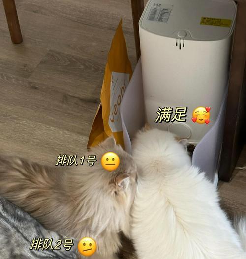 猫猫偷吃猫粮怎么办？如何防止猫咪偷食？