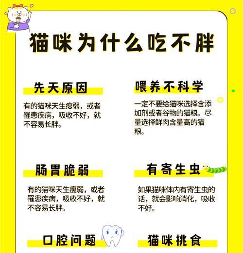 猫猫偷吃猫粮怎么办？如何防止猫咪偷食？