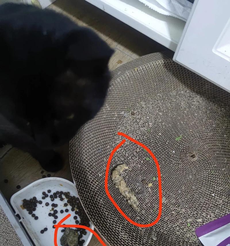 猫咪吐出的猫粮如何清理？