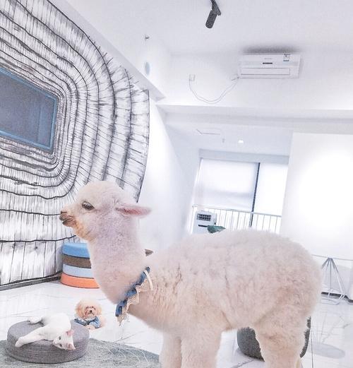 羊驼玩具如何保持干净？需要哪些清洁用品？